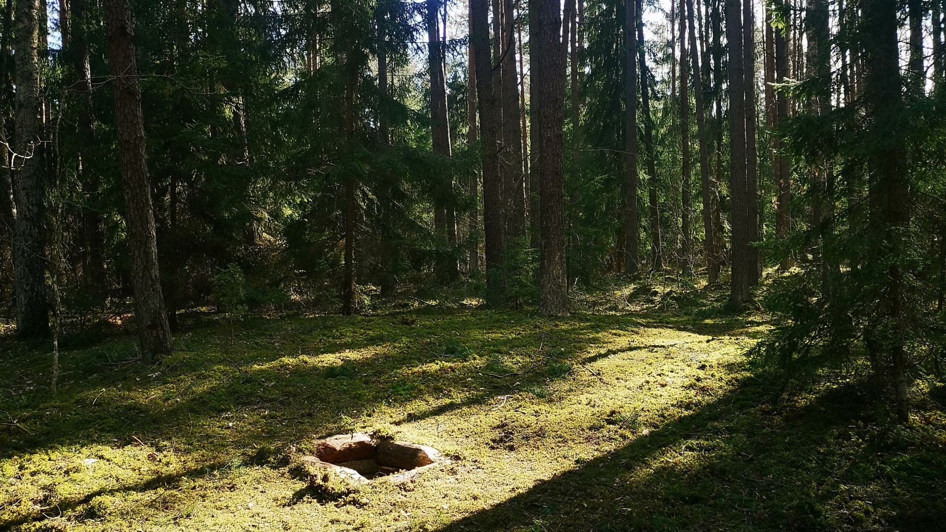Partisan Bunker in Žadeikiai Forest