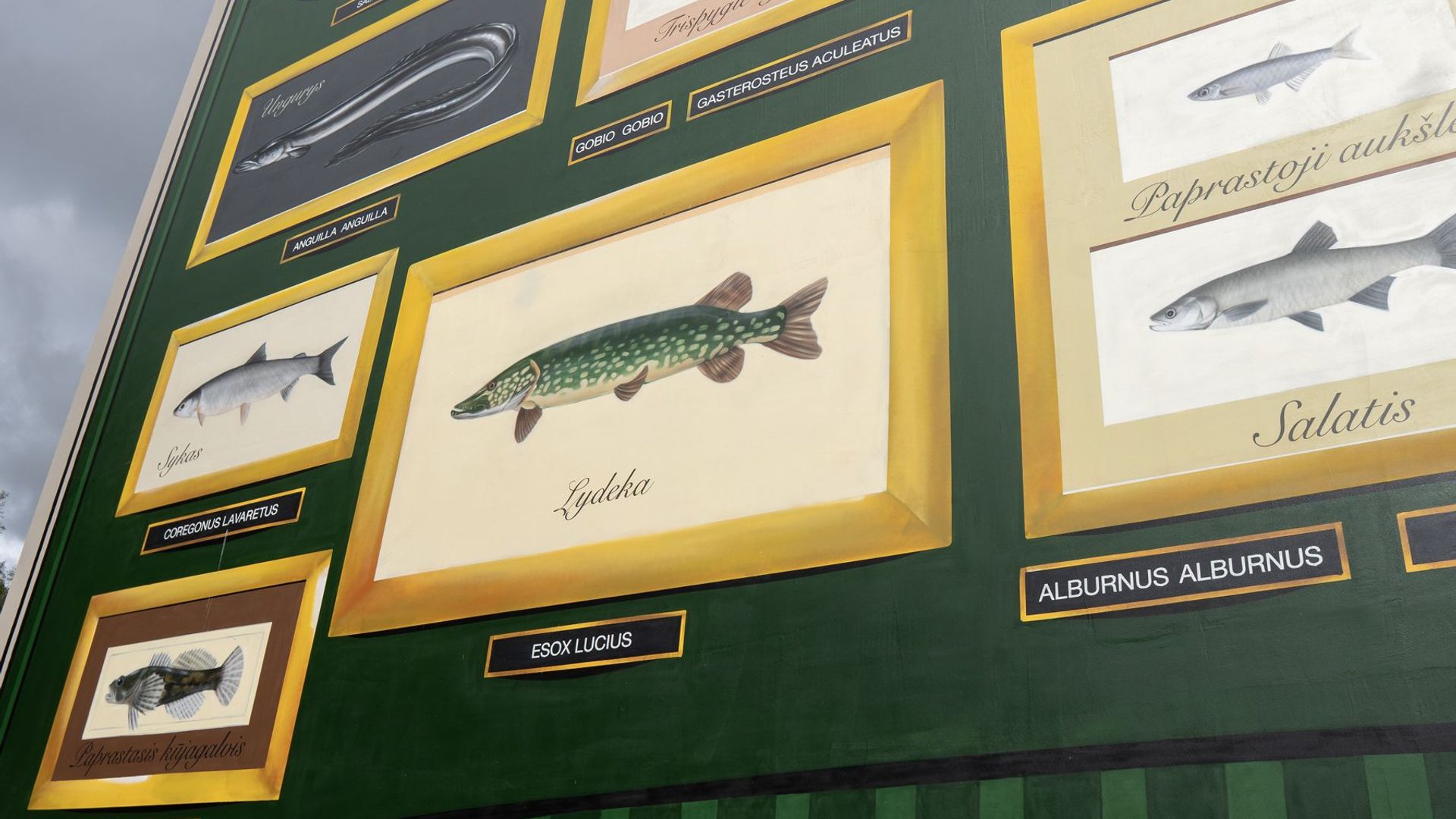 Piešinys Žuvys Nemune