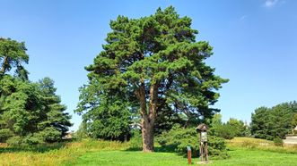 Švenčiuliškiai Pine