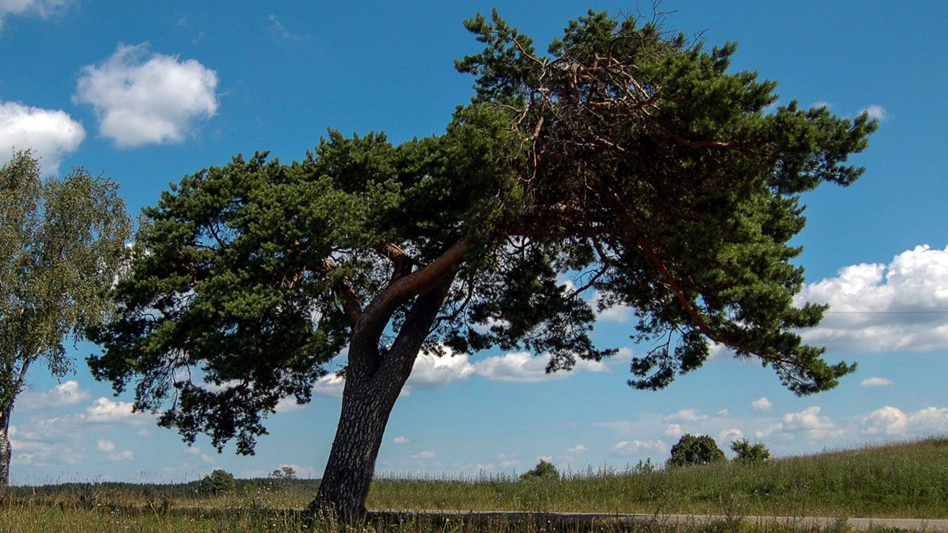 The Žvirgždėnai pine-tree