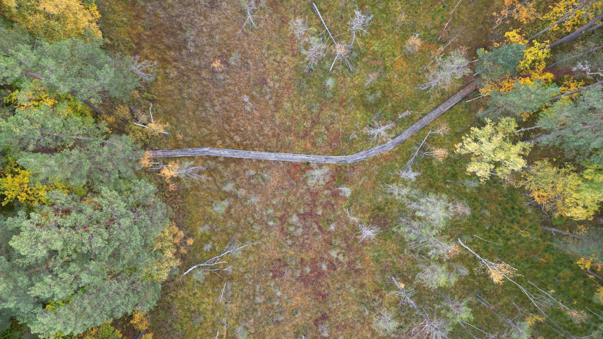 Gurakalnė Swamp Cognitive Trail