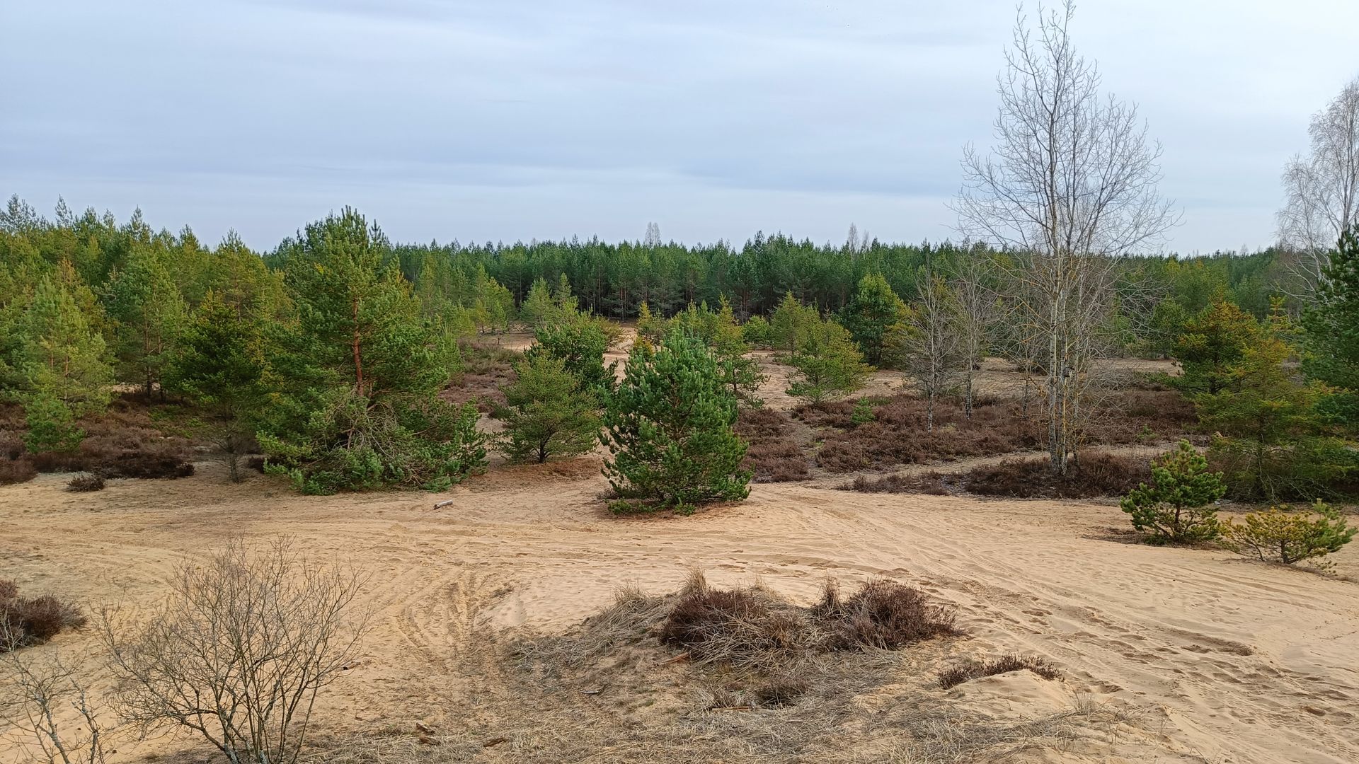 Dumsiai Forest Continental Dune