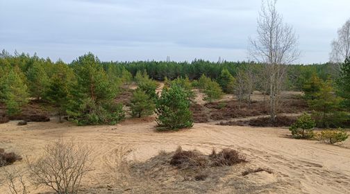 Dumsiai Forest Continental Dune