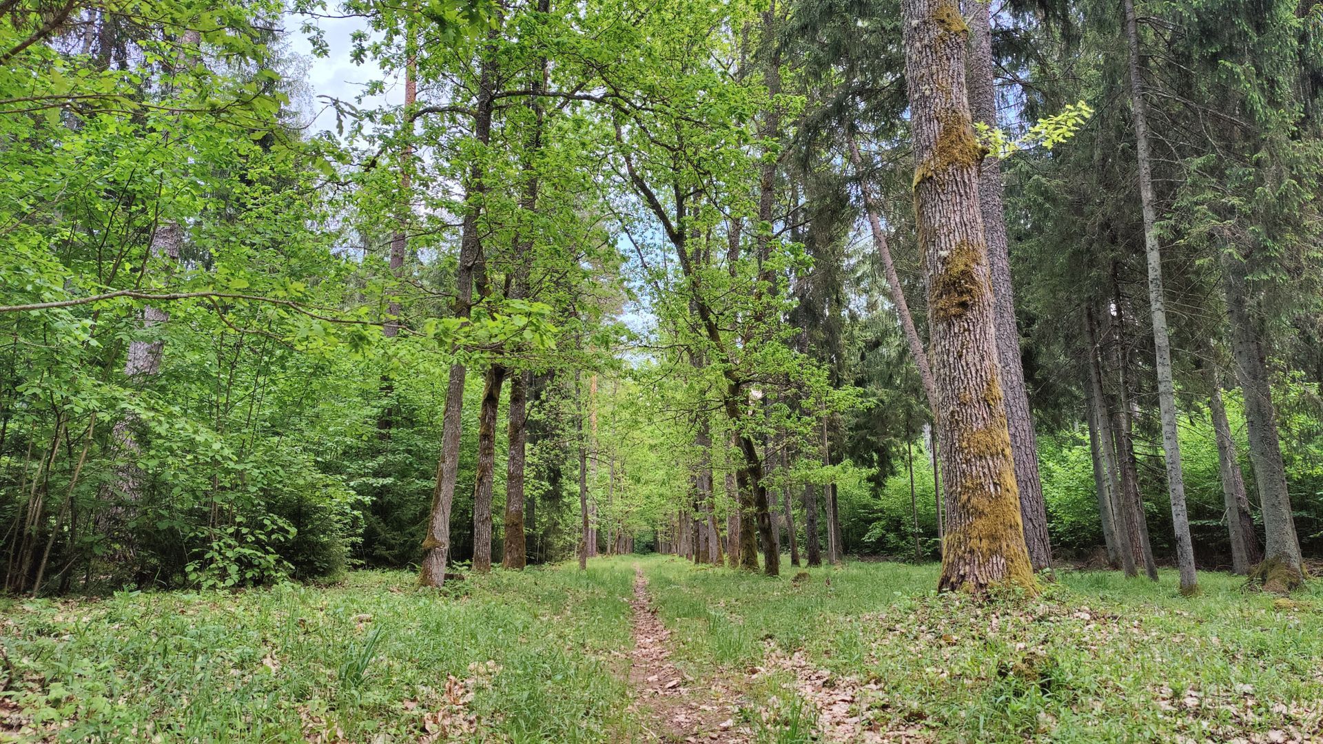 Grafo Zubovo ąžuolų alėja