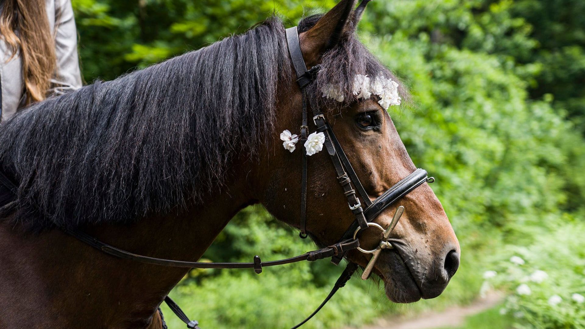 Žiegždriai Stud