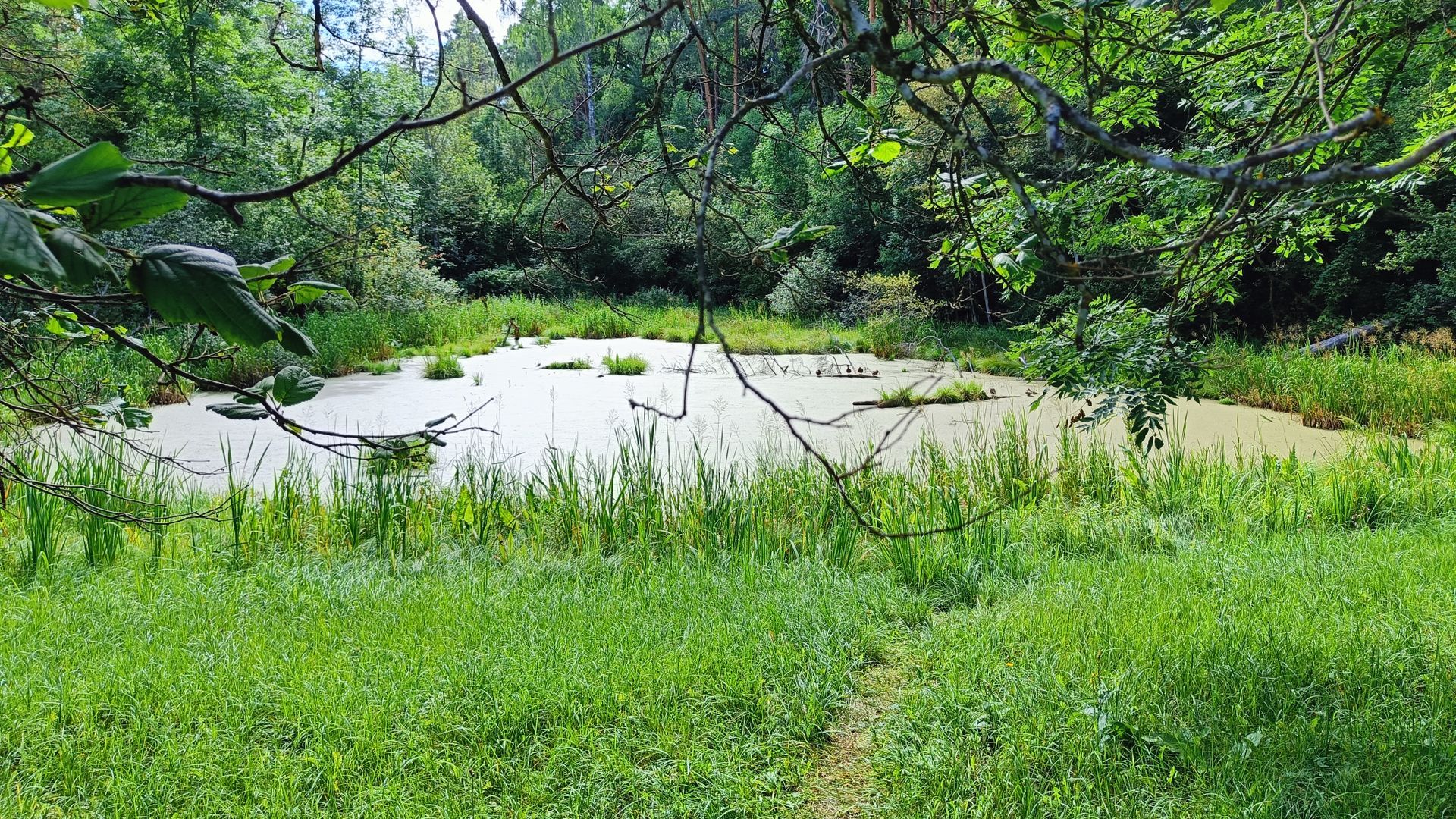 Queen's Swamp Spring