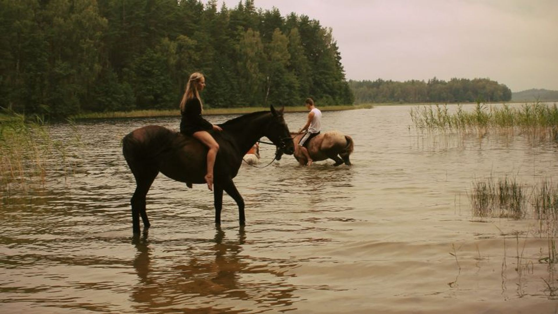 Stud Farm Baltas mustangas