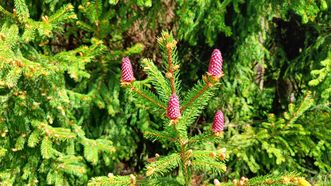 Tado Ivanausko Obelynės sodyba ir parkas