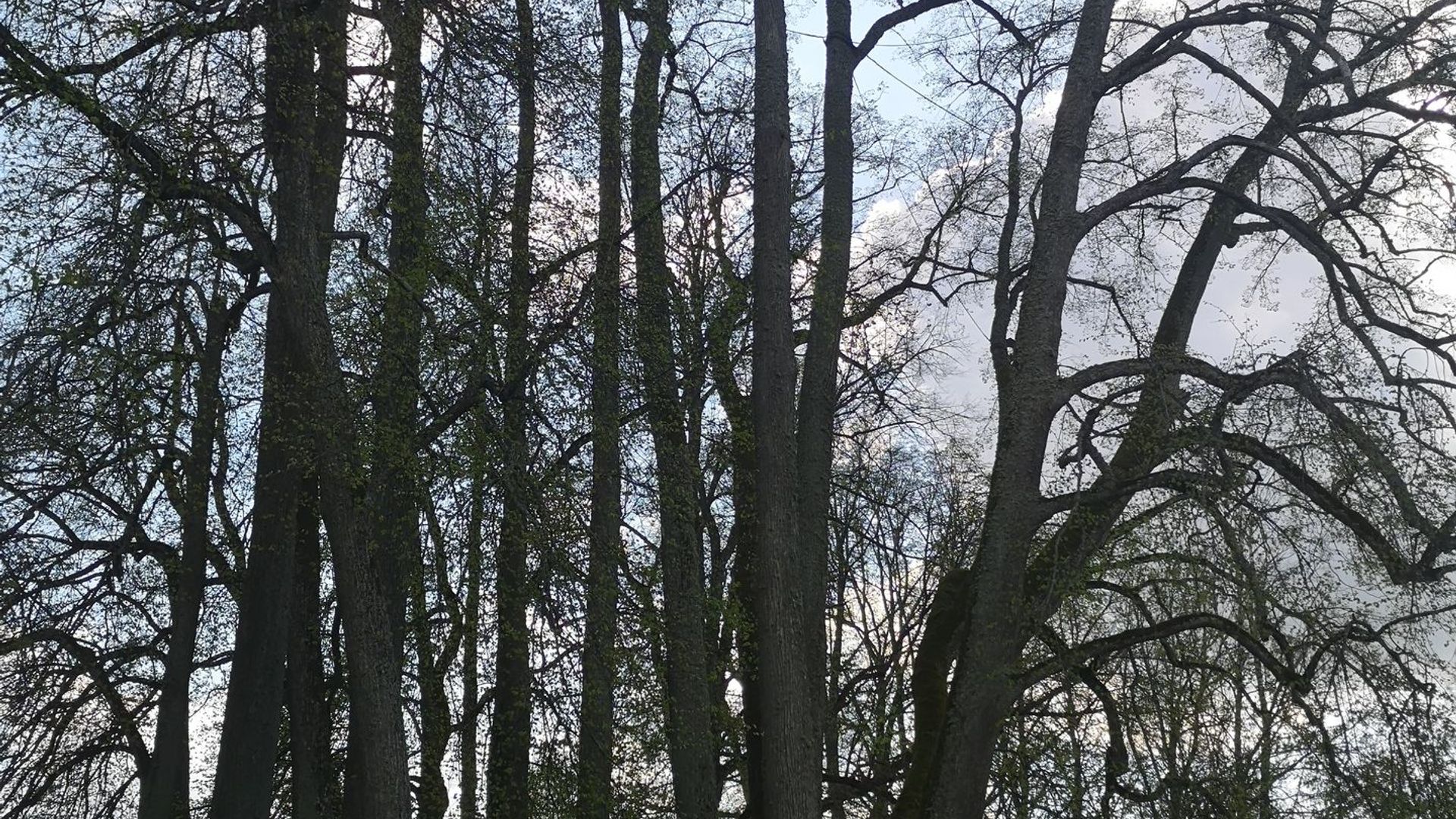 Šventos liepų pavėsinė