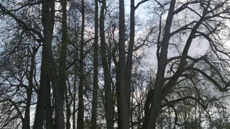 Šventos liepų pavėsinė