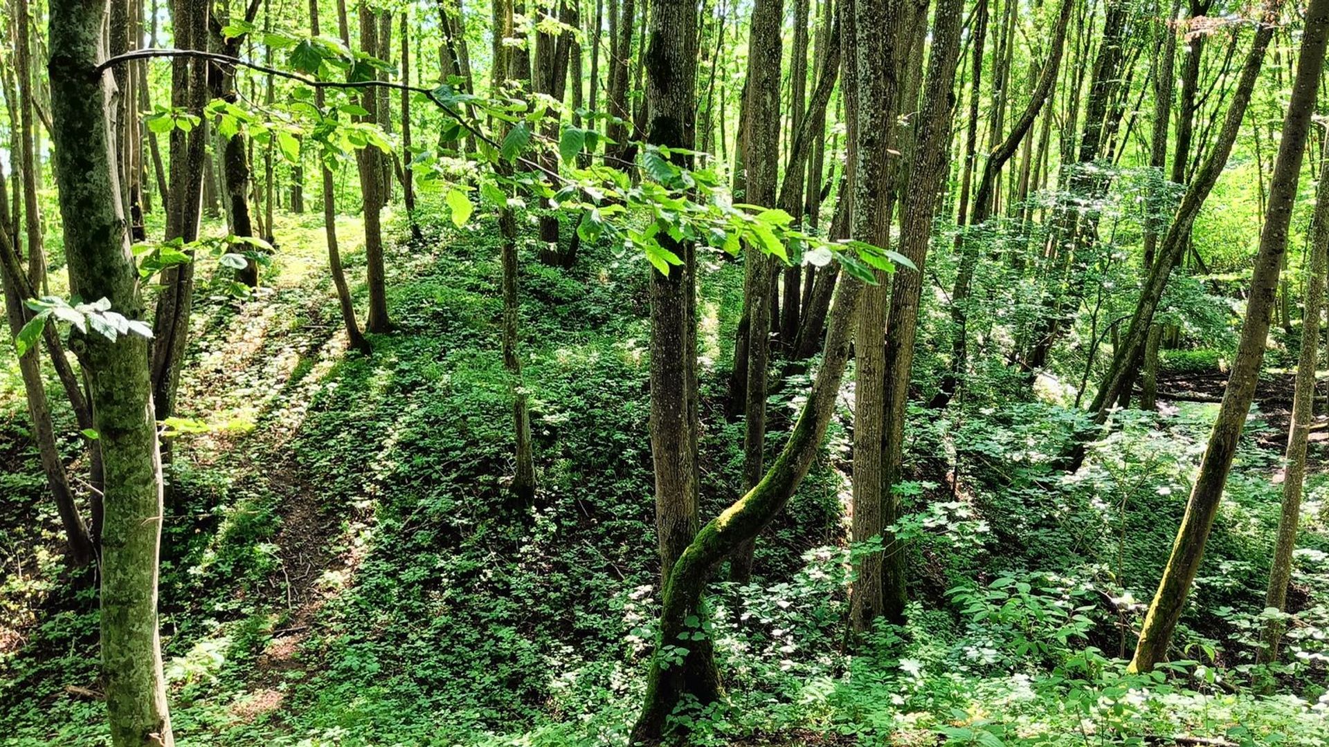 Maštaičiai Mound