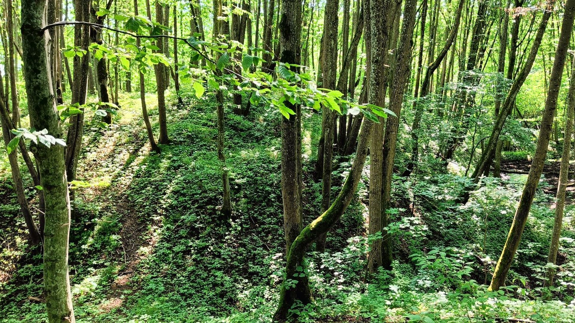 Maštaičiai Mound