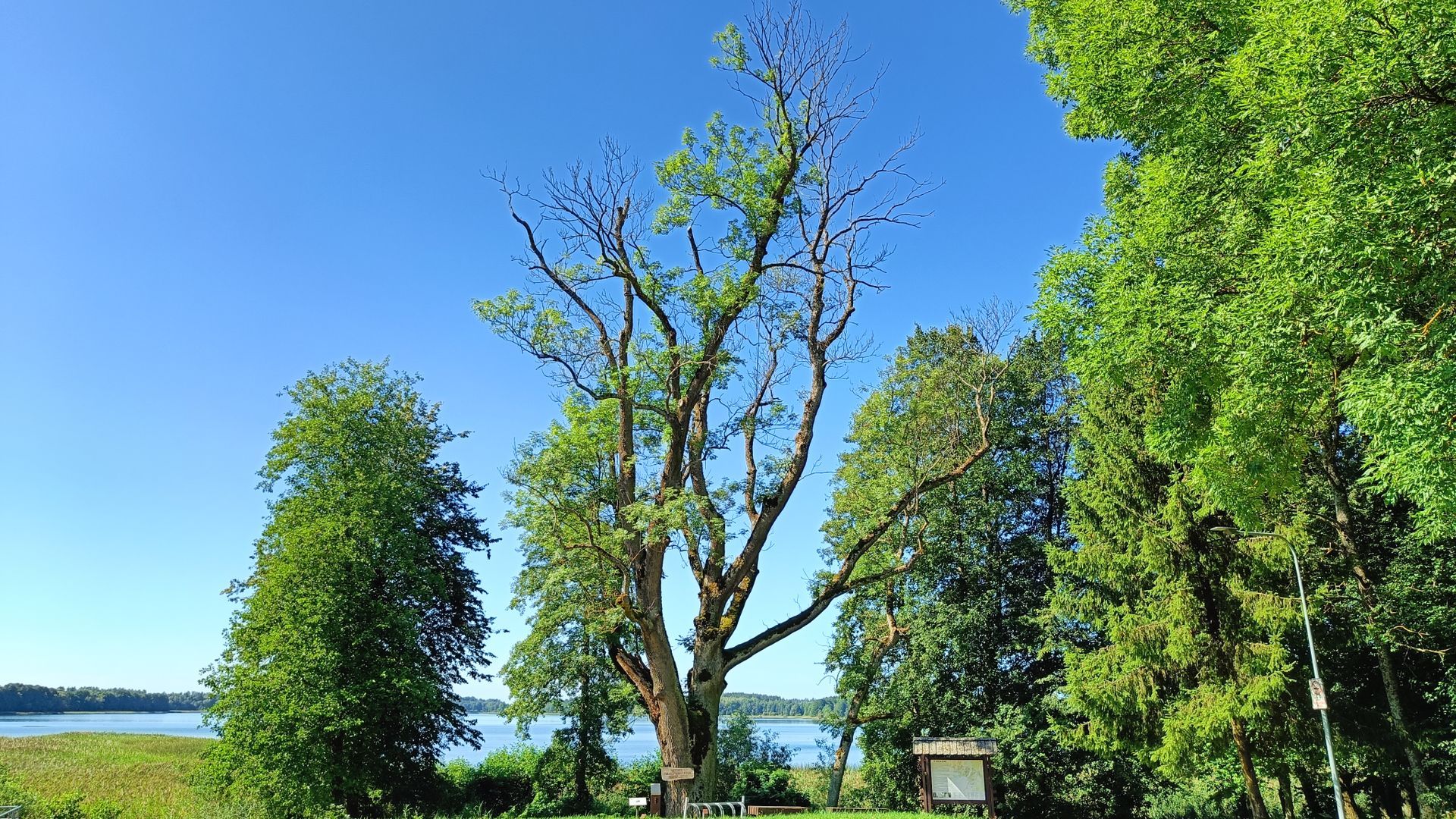 Veisiejai Manor Park Ash Tree