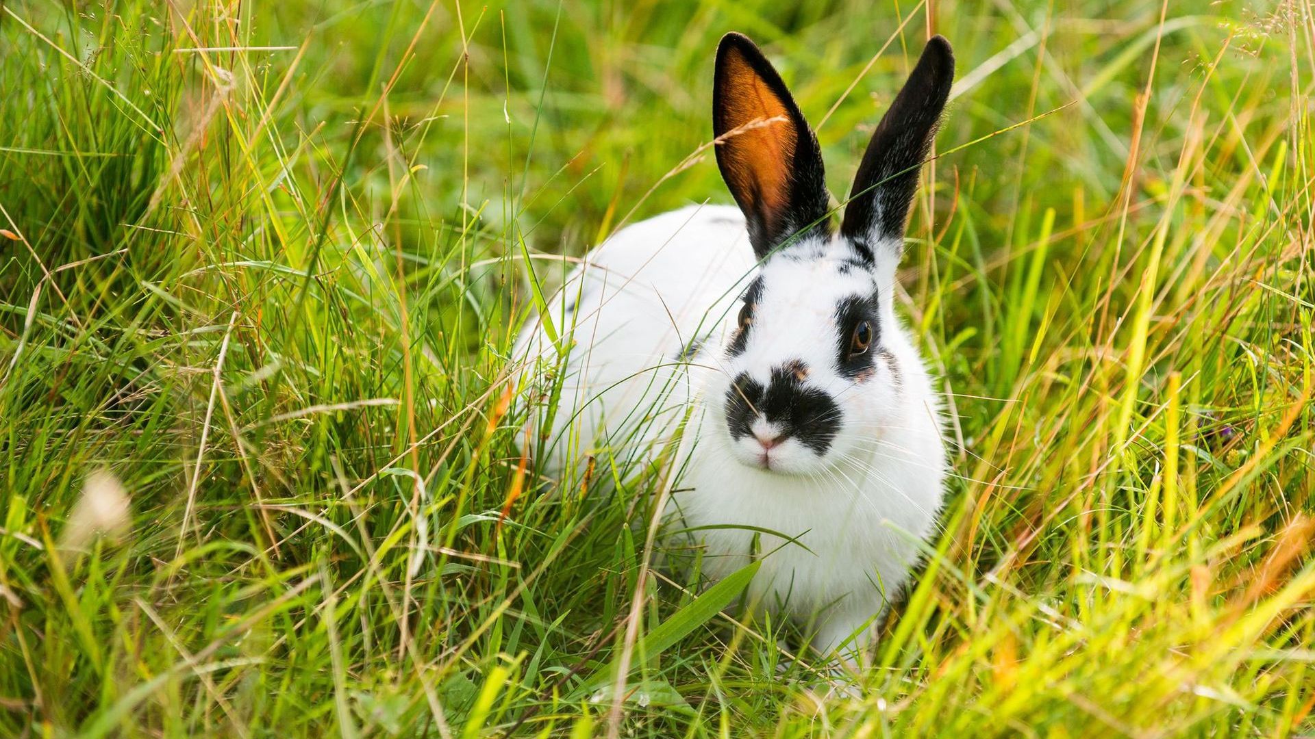 Rabbits Valley