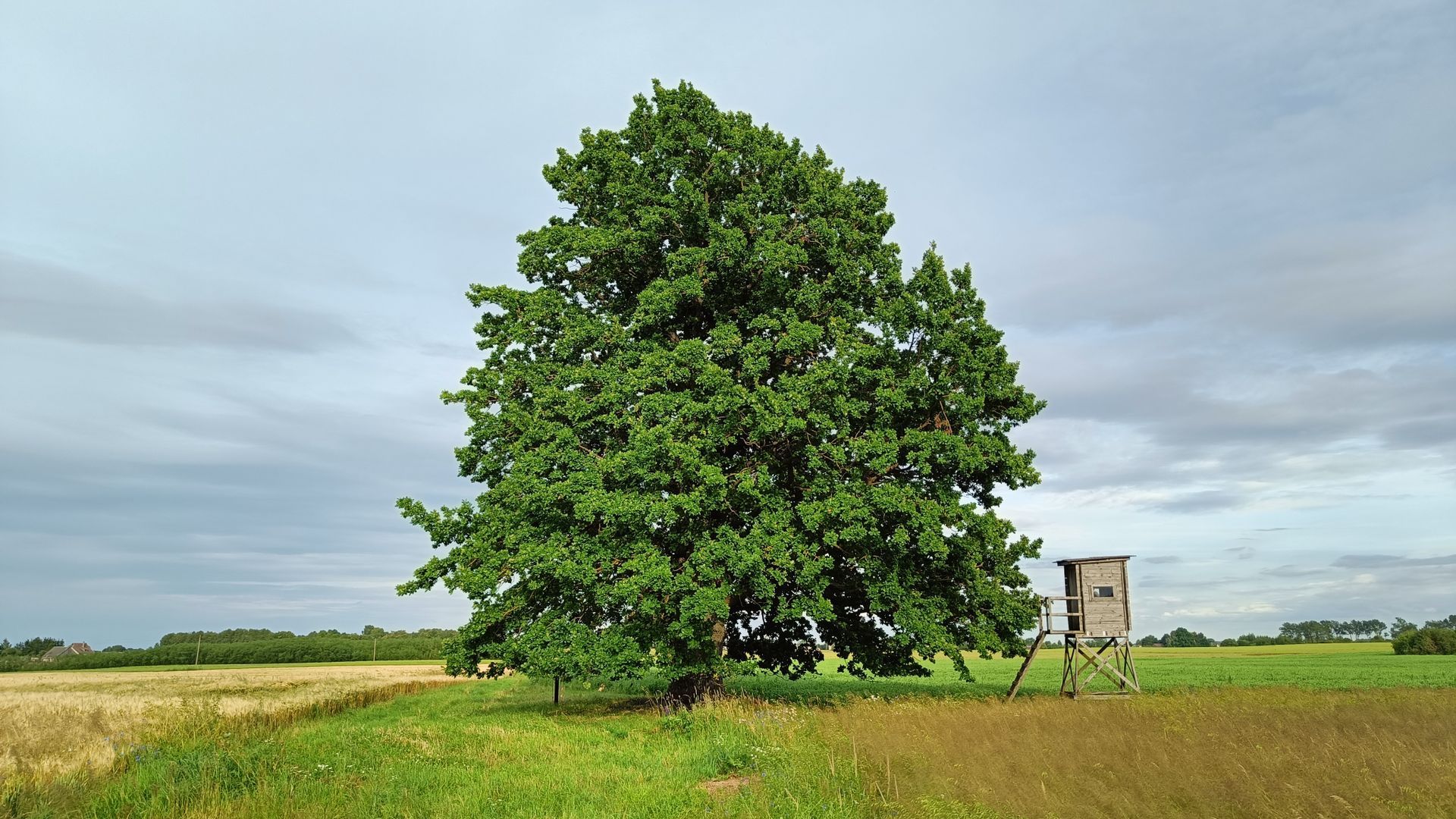 Uogintų ąžuolas