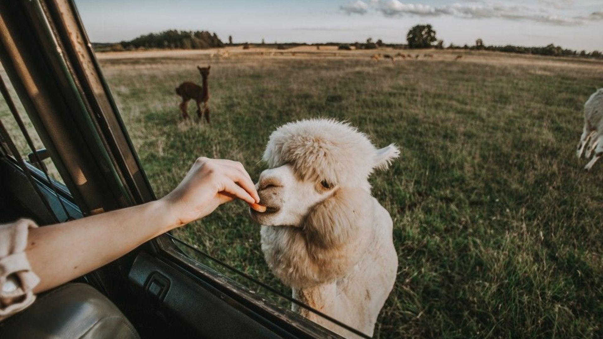 Safari Park
