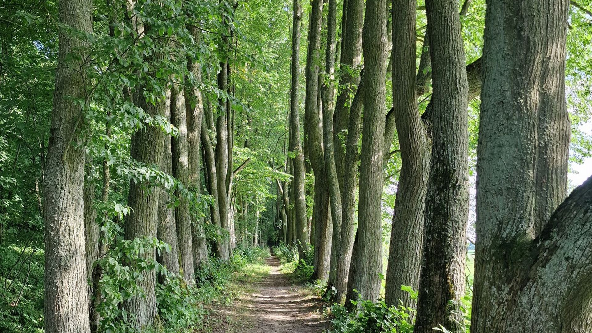 Daniliškis Alley of Lindens