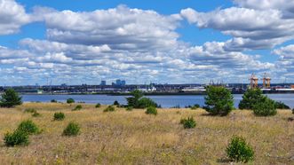 Bear Head Dune Sight