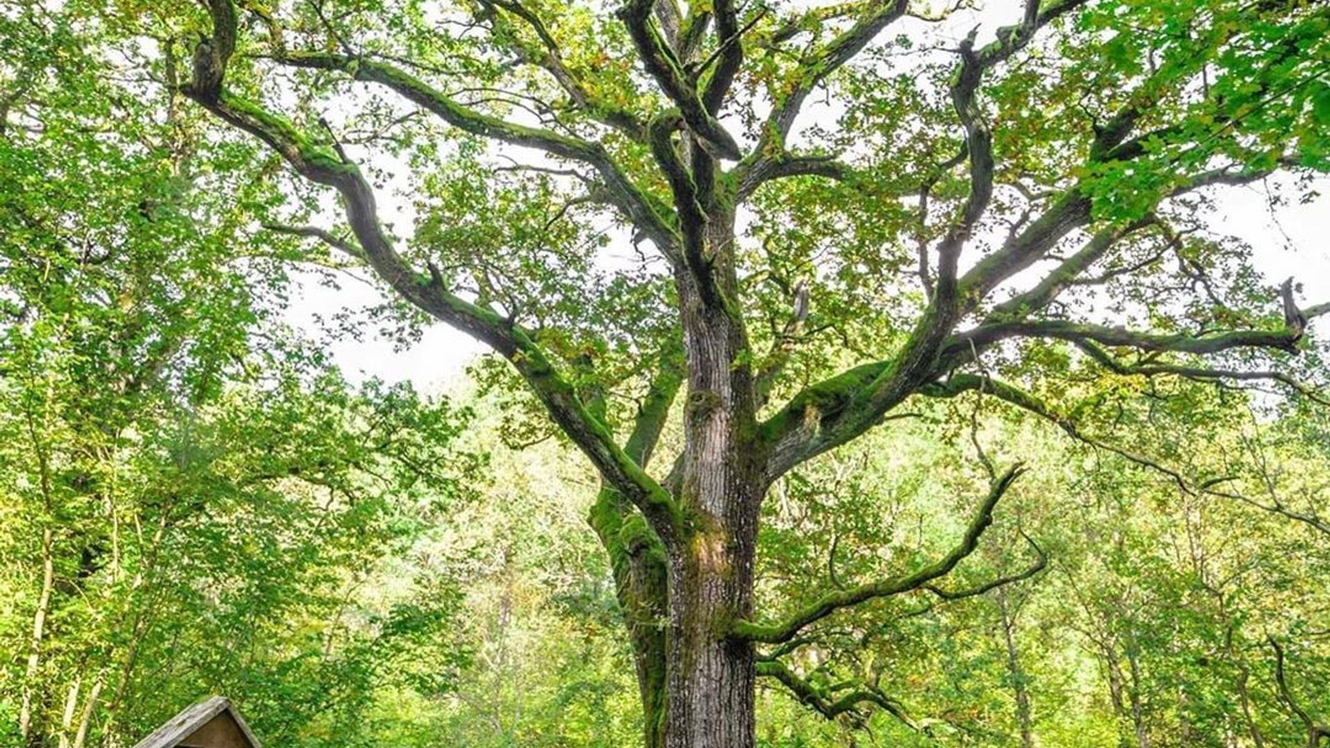 Tamožinės ąžuolas