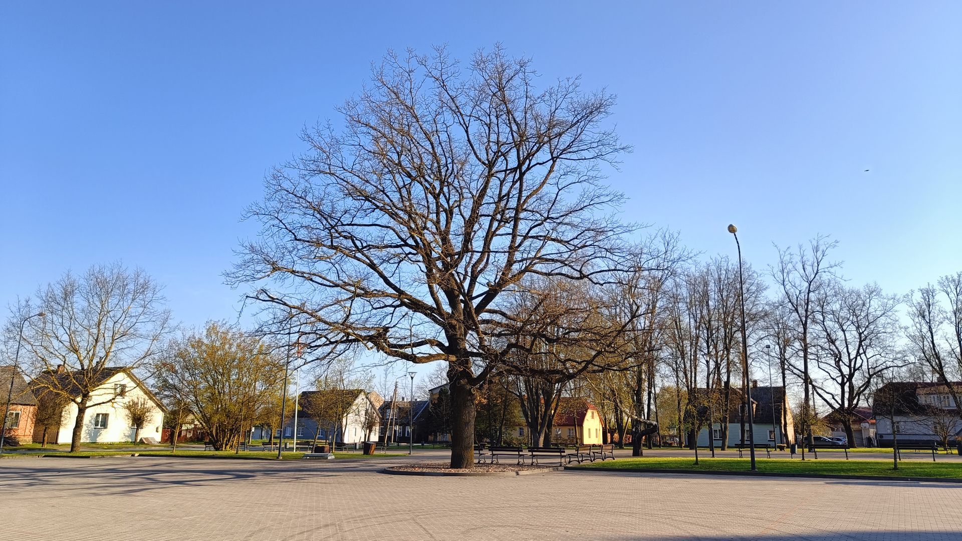 Gruzdžių aikštės ąžuolai