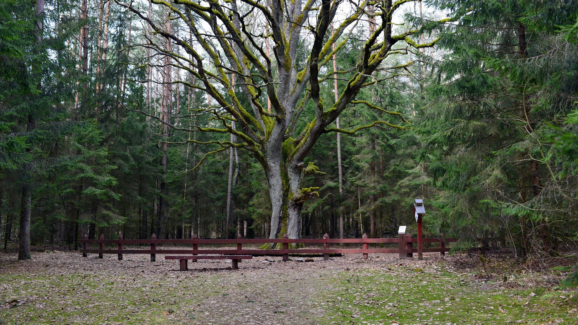 The Oak of Grybiškės