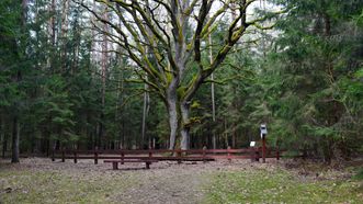 The Oak of Grybiškės