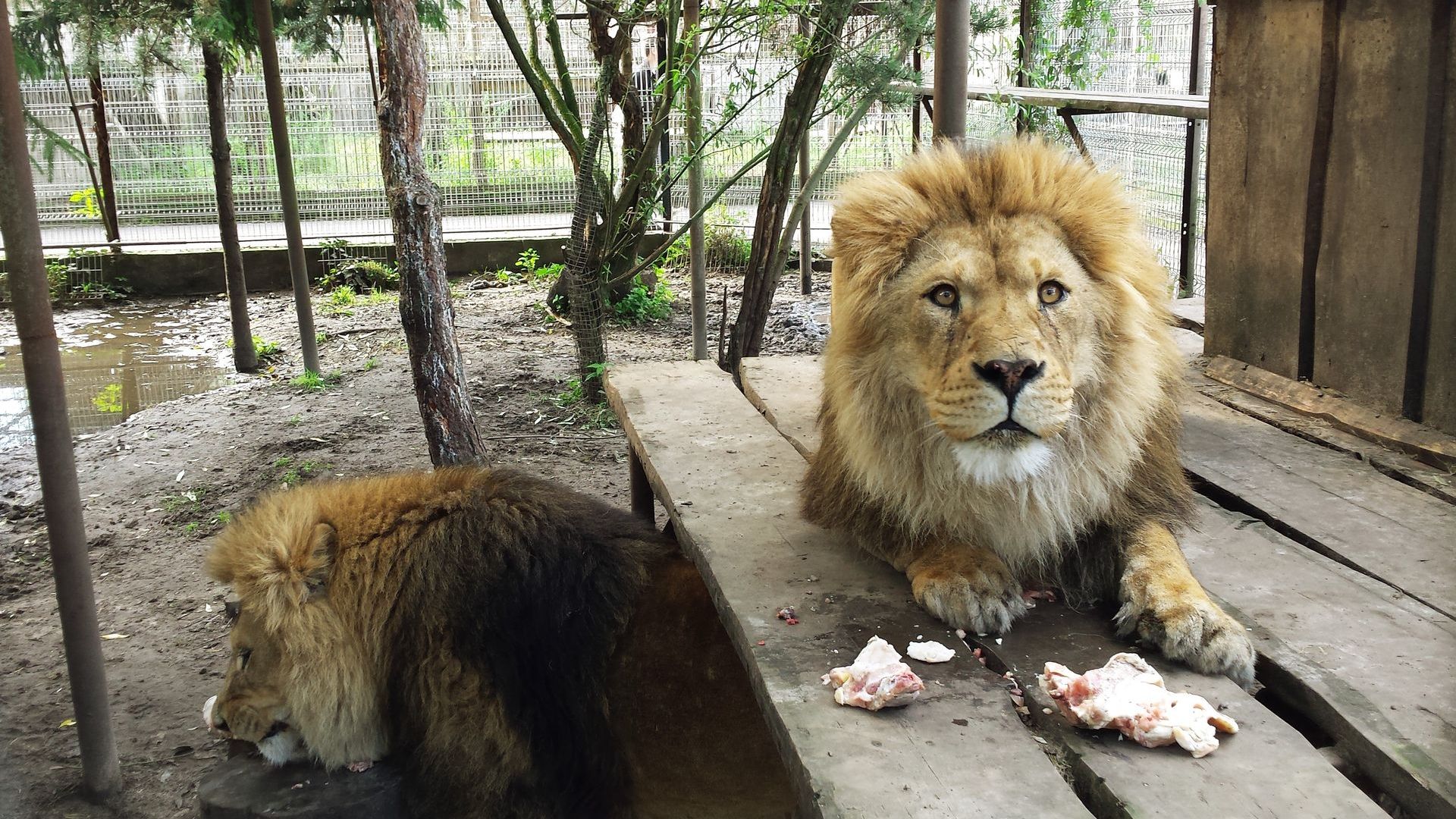 Klaipėdos zoologijos sodas