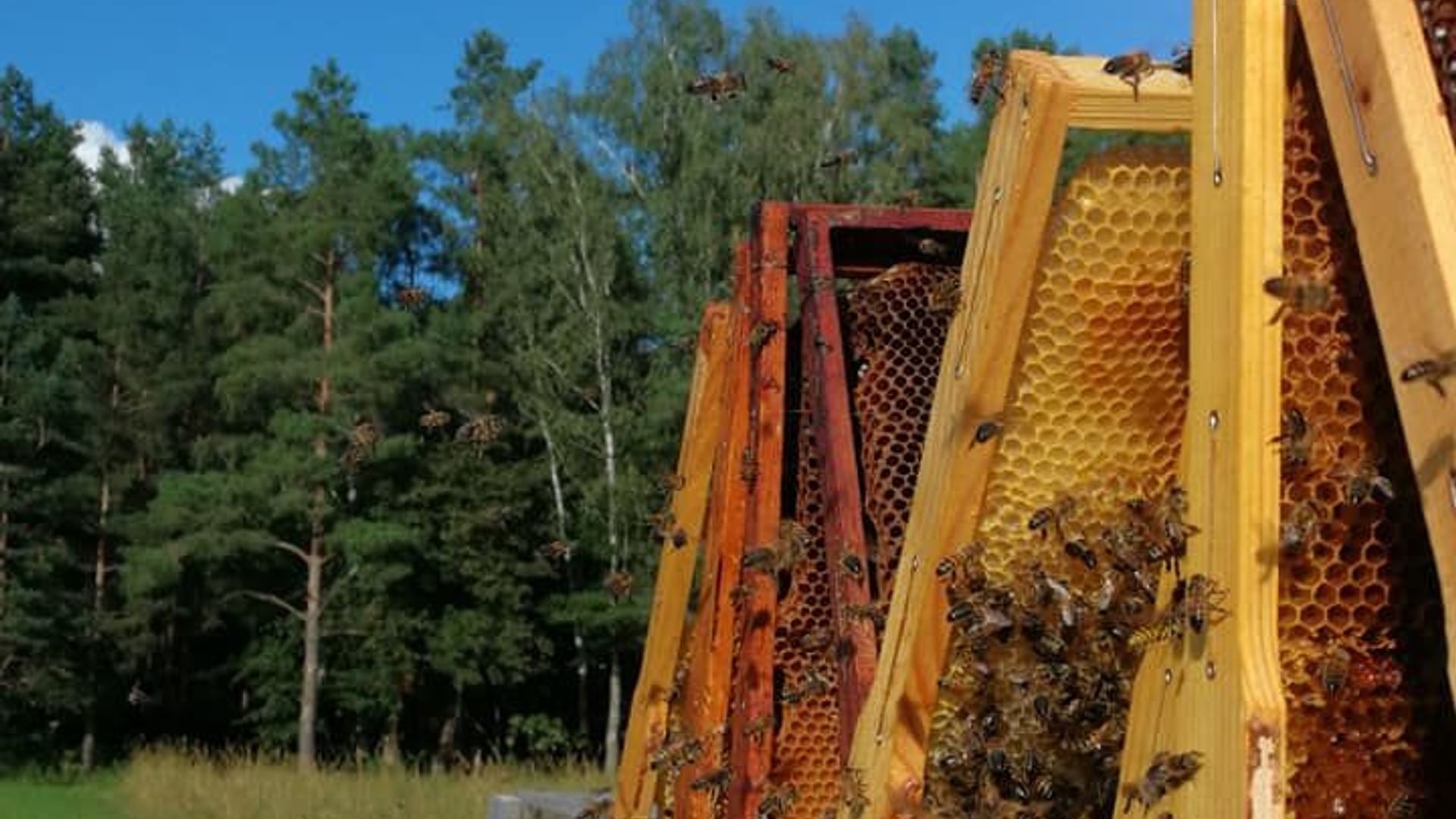 Monika Valančienė Apiary