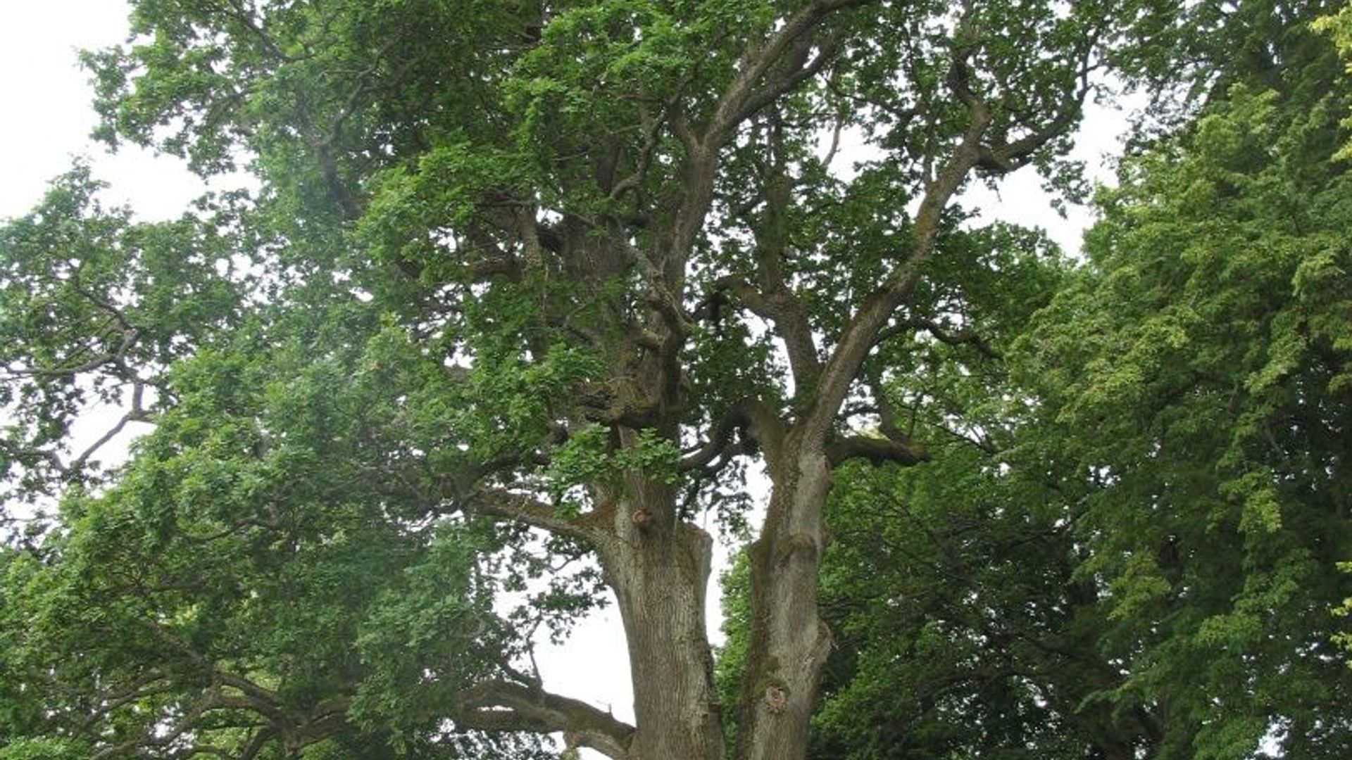 Bradesiai Oak