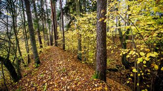 Kaukolinės atragis