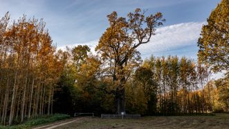 Buivenai oak