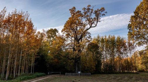 Buivenai oak