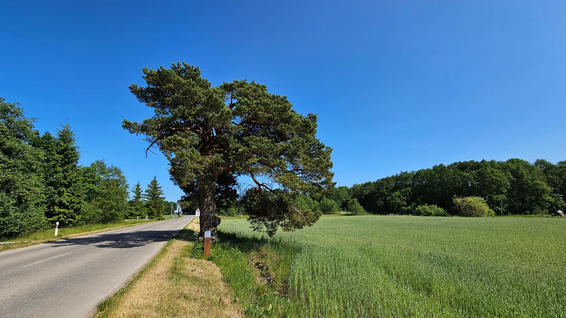 Mantagailiškis Pine