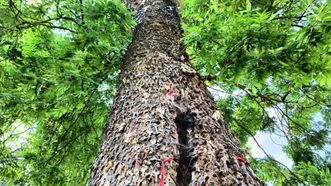 Ash Tree of Keys
