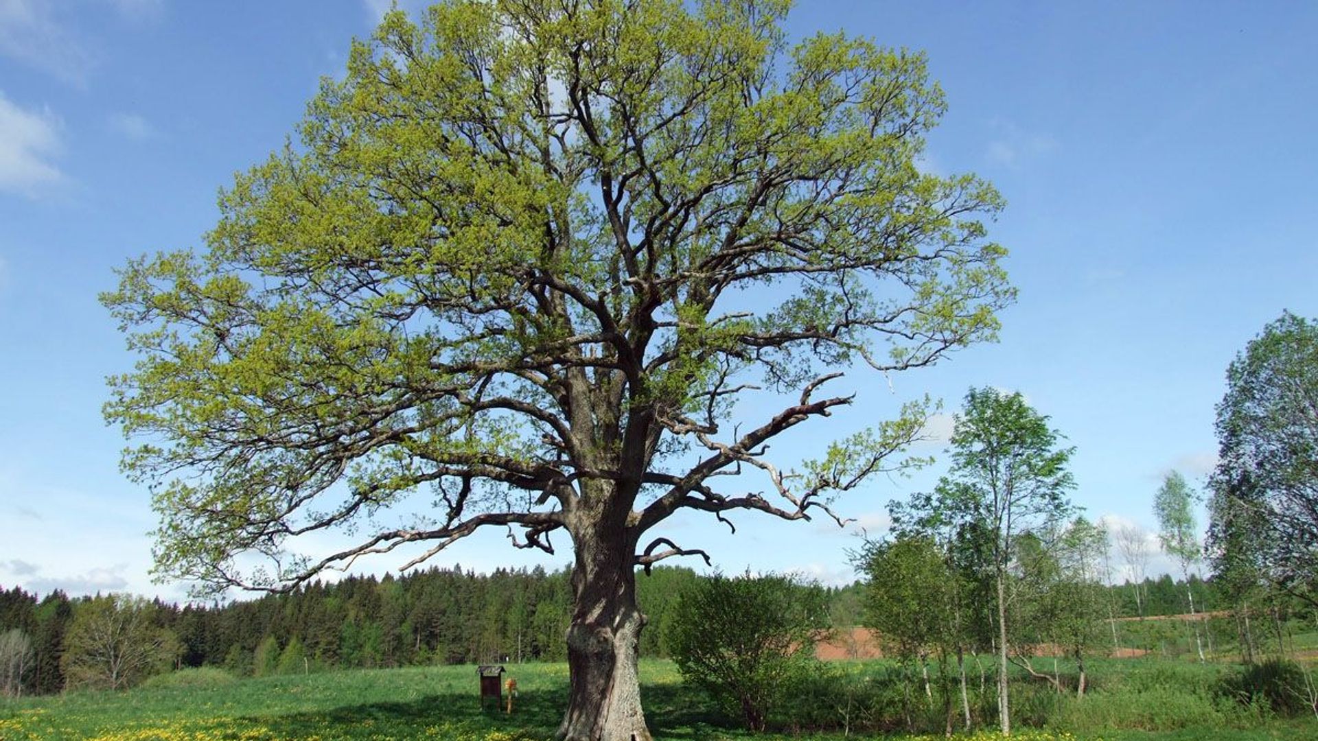 Adamavo ąžuolas