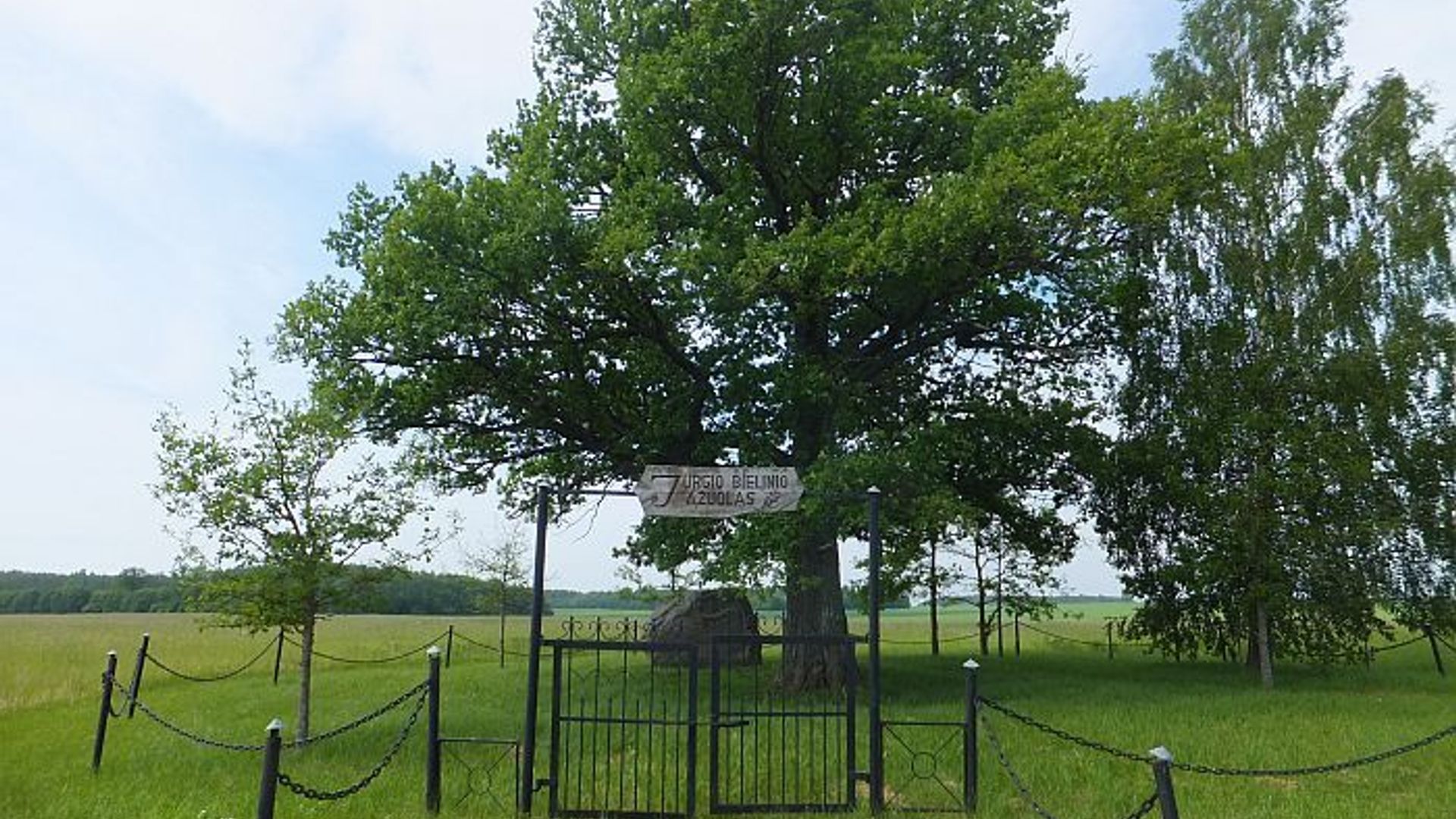 Jurgis Bielinis Oak