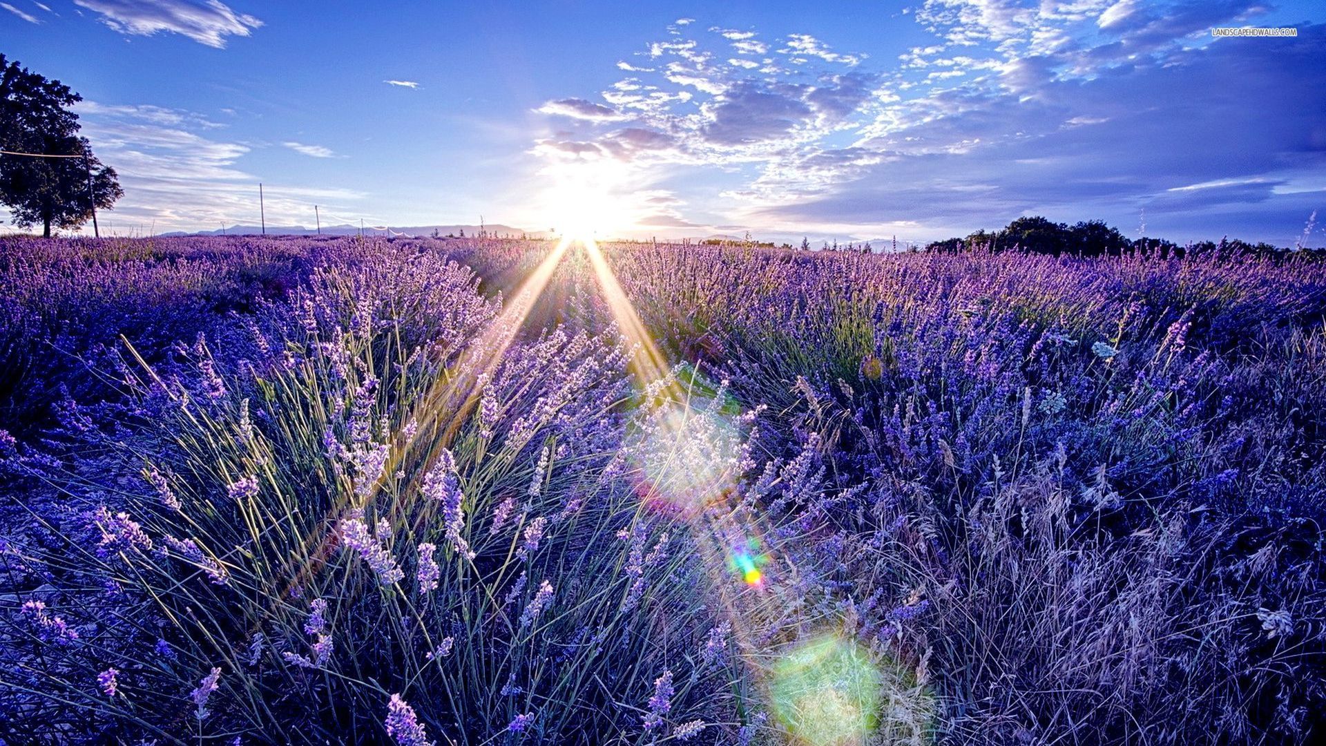 Lavender Paradise