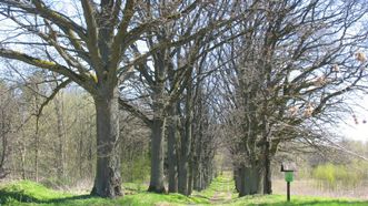 Vilkyškiai Oak Forest