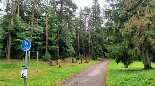 Šilalė Pine Forest