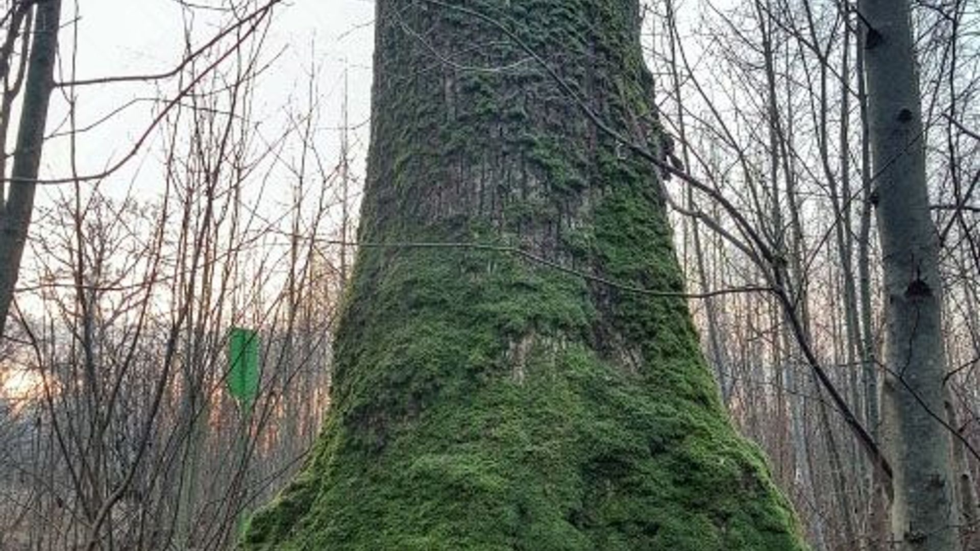 Karčiupis Oak