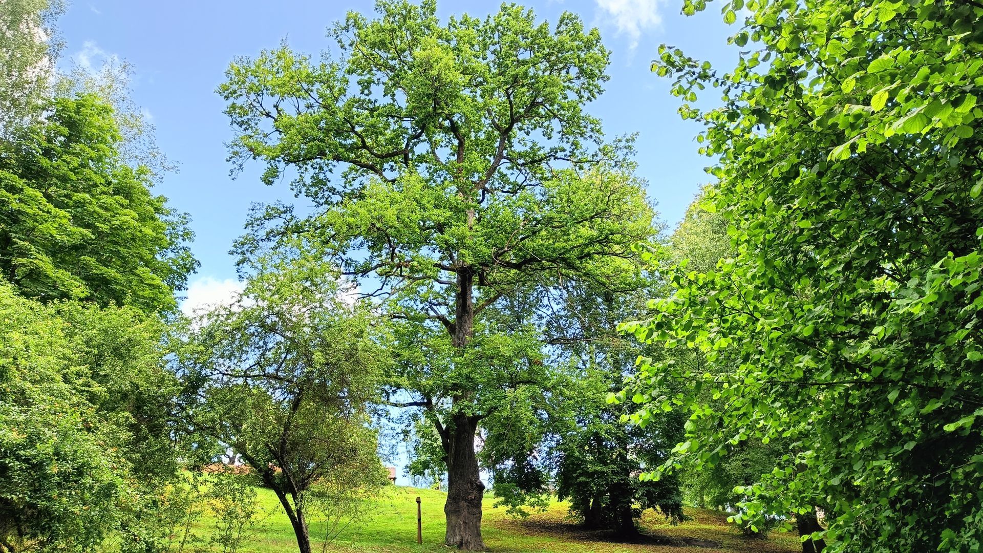 The Big Oak