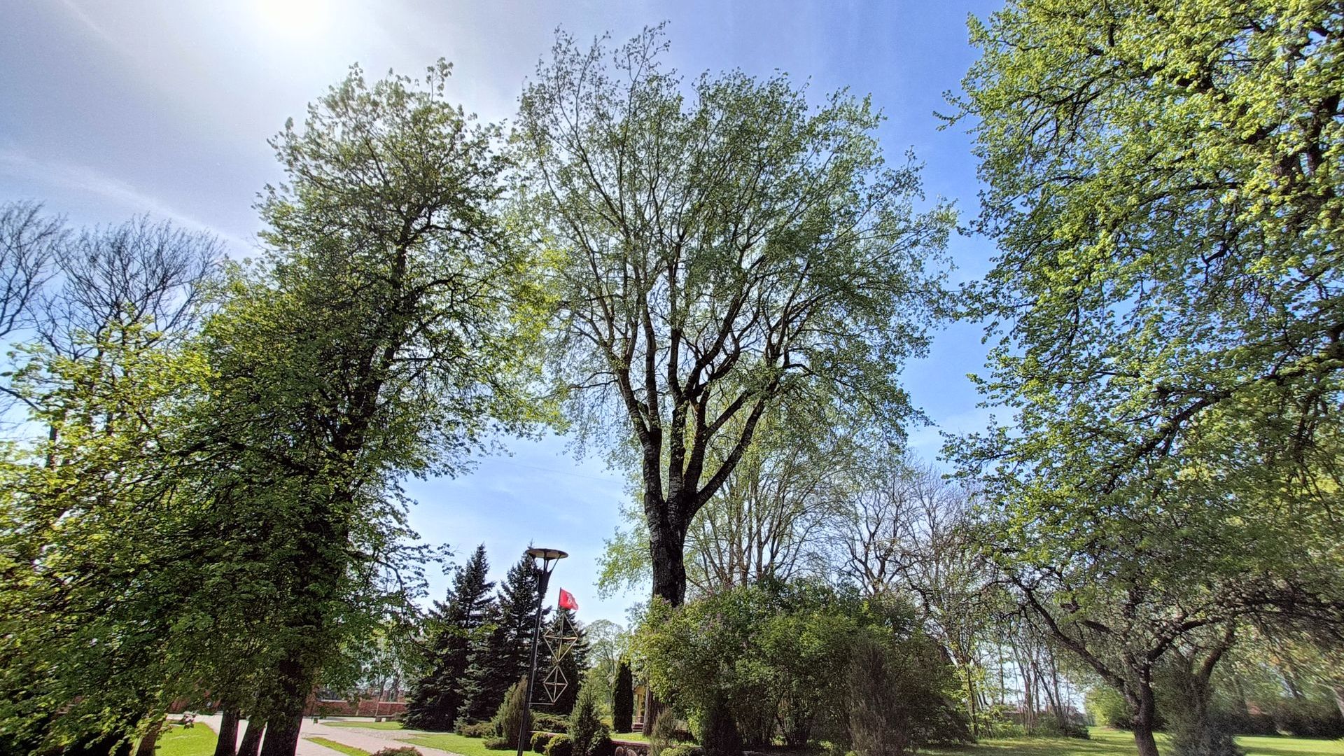 Kernavė Poplar