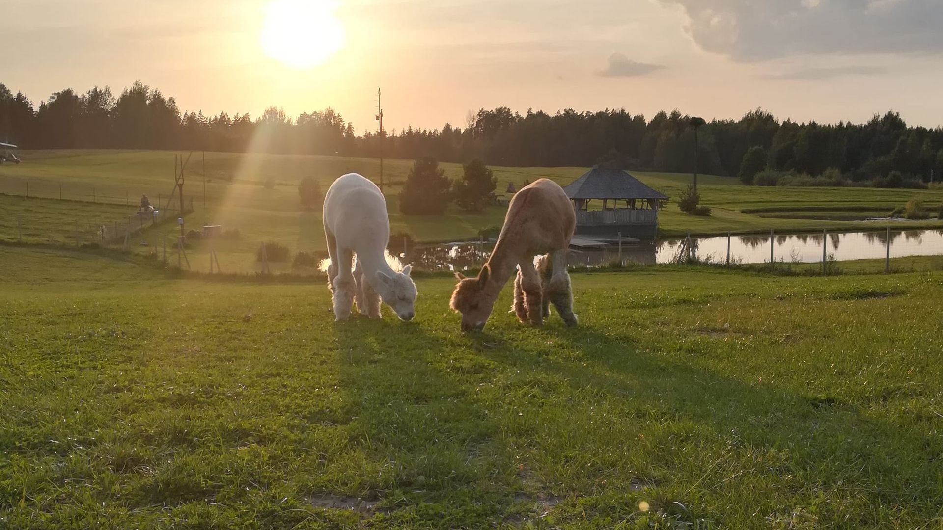 Alpaca Hill