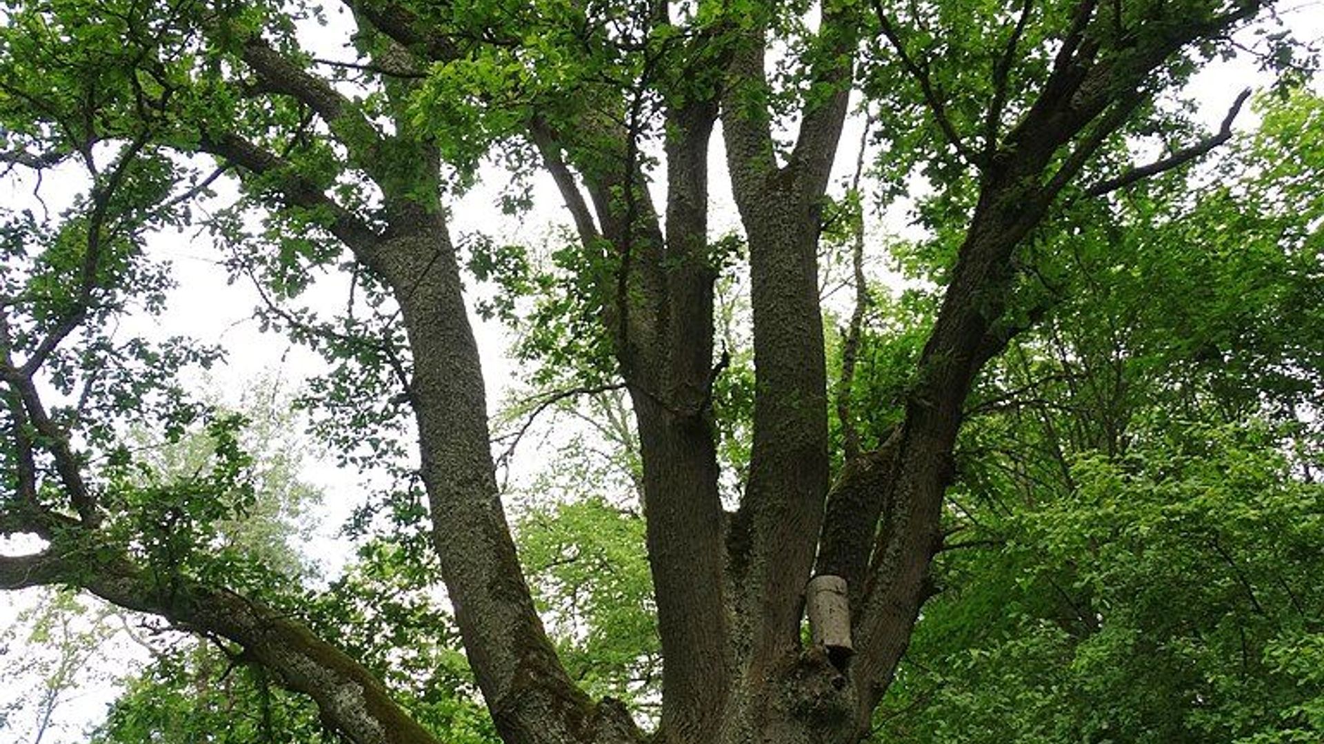 Kazitiškis Oak