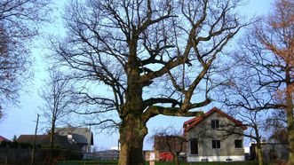 Mikalojus Daukša Oak