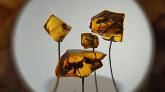 Palanga Amber Museum