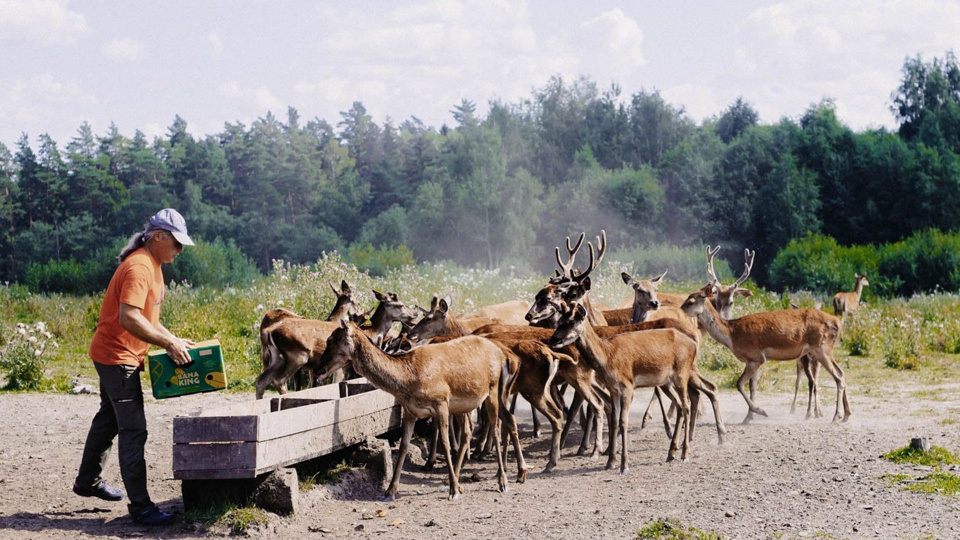 Deer SPA