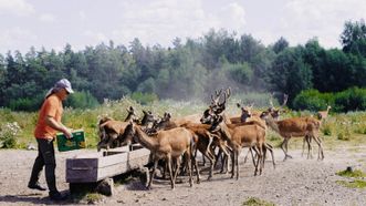 Deer SPA