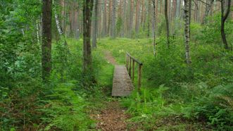 Forest Trail