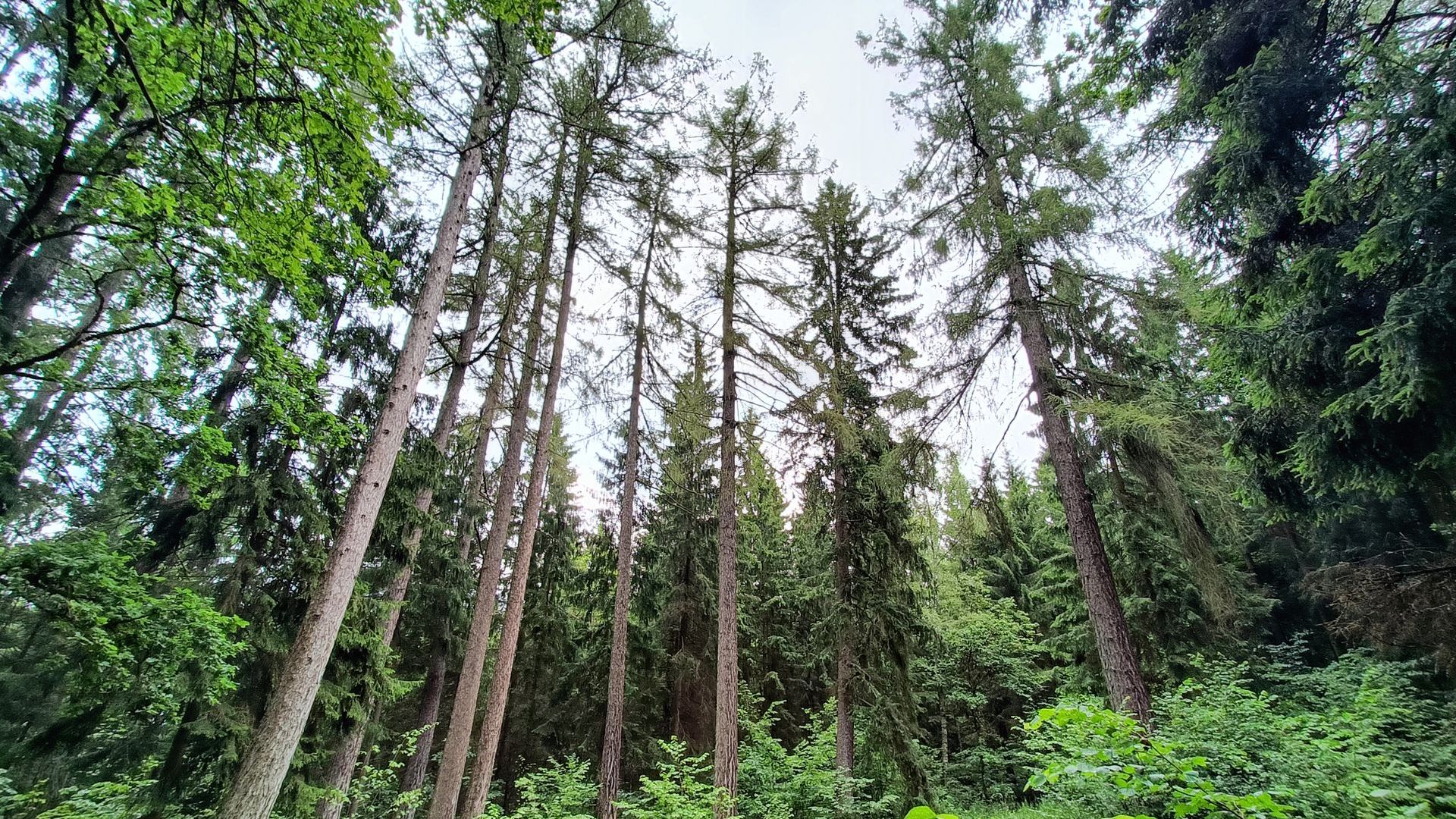 Maumedžių giraitė
